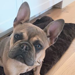 French Bulldogs from Heritage Lane French bulldogs