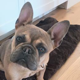 French Bulldogs from Heritage Lane French bulldogs