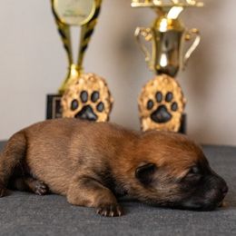 Boy 6 - Fawn male Belgian Malinois puppy in Lincoln, Nebraska from Nebraska K9