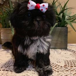 Shih Tzu Puppies from Patchwork Pups