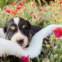Sirena - Black tri female Miniature Australian Shepherd puppy in Valley Center, California from DLT MiniAussie