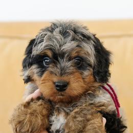 Male Mini Multigernerational Bernedoodle 'Andy' Purple Collar - Merle male Bernedoodle puppy in Kamas, Utah from A + E Farms