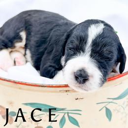 JACE - Tri-color male Bernedoodle puppy in Tipton, Indiana from Country Creek Doodles