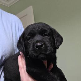 Girl 1 - Black female Labrador Retriever puppy in Andrews, South Carolina from Leyland Cypress Retrievers