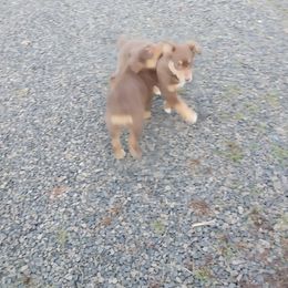 Penny - Red tri-color female Australian Shepherd puppy in Cherry Grove, Oregon from TLC Dream and Pureland Australian Shepherds