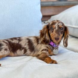 Dachshund and Golden Retriever Puppies from Grove Haven Canines