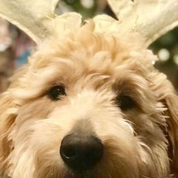 Goldendoodles from SunnyDoodle