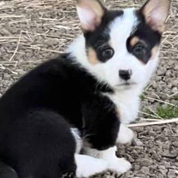 Pembroke Welsh Corgis from Estes Corgis