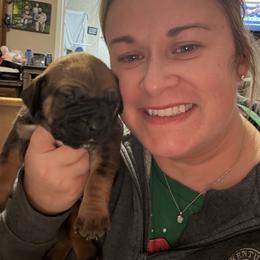 Female - Red female Boerboel puppy in Flemingsburg, Kentucky from Aussgardian Boerboels