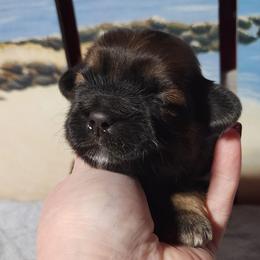 Mahogany - Brown female Shichon puppy in Imperial, Missouri from Shichon Teddybear  puppies of Miss
