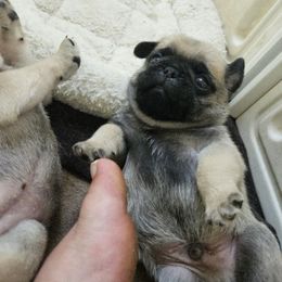 Boy 1 - Dug - Fawn male Pug puppy in Rutherfordton, North Carolina from Sweetie Pie Pugs