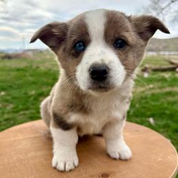 Superman - Blue merle and white male American Corgi puppy in Preston, Idaho from KC Bar Ranch Aussies