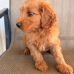 Cheese - Cream female Goldendoodle puppy in Point, Texas from Tiny Paws Goldendoodles