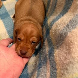 Adam - Red male Dachshund puppy in Edinburg, Virginia from Hunter Lane Dachshunds