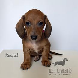 Rachel - Red female Dachshund puppy in Royse City, Texas from Truehearted Miniature Dachshunds