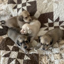 Dachshund puppies from Bell-Webb Ranch Doxies