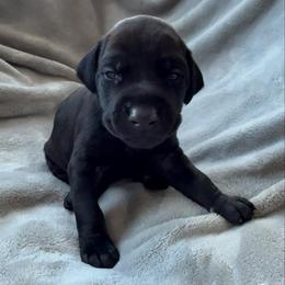 Benny - Black and rust male Doberman Pinscher puppy in Brookfield, Wisconsin from Haus of Hound