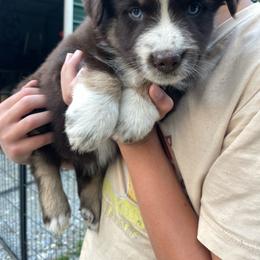 Iris - Red tri-color female Australian Shepherd puppy in Belmont, Vermont from Pennyrile Australian Shepherds