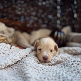 Tigger - Wheaten male Miniature Schnauzer puppy in Charlotte, North Carolina from Golden Leaf Kennels LLC