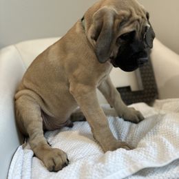 Mastiff Puppies from MLJ Mastiffs Florida