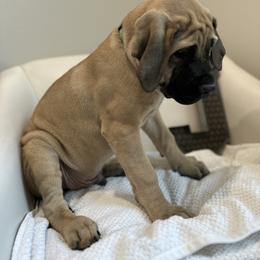 Mastiff Puppies from MLJ Mastiffs Florida