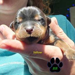 Molly - Black and mahogany female Rottweiler puppy in Tangent, Oregon from Raya's Royals