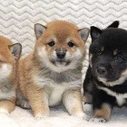 Shiba Inu Puppies from Prairie Shibas