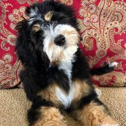 Groot - Bernedoodle