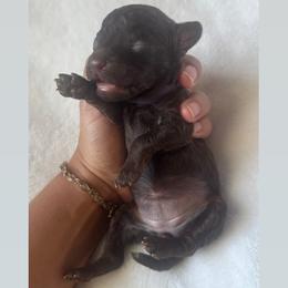 Cola - Brown female Poodle puppy in Saint Cloud, Florida from Doodle & Poodle Valley