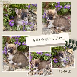 Violet - Sable female Pembroke Welsh Corgi puppy in Maryville, Tennessee from R & T Farms
