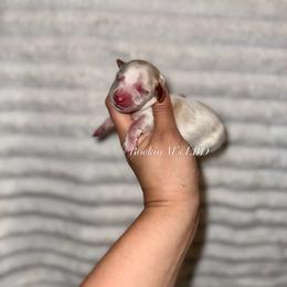 Bo peep - Piebald female Dachshund puppy in Ceres, California from Rockin' M’s LilBitty Dachshunds (LBD)