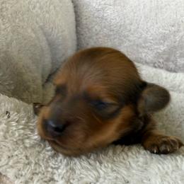 AKC Shaded Red Male - Red male Dachshund puppy in Sumrall, Mississippi from JP’s Dachshunds