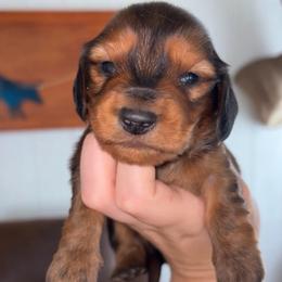 Chase - Red male Dachshund puppy in Goldthwaite, Texas from Mini Mama Dachshunds