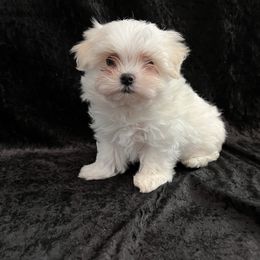 Red Boy - White Maltese puppy in Hendersonville, North Carolina from Blossoming Gem's Maltese - North Carolina