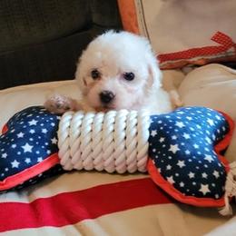 Bichon Frises from Bichon Frise Partnership