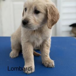 2nd pick girl - Light golden female Golden Retriever puppy in Clay Center, Nebraska from Storm Chasers- Golden Retrievers & Basset Hounds