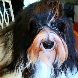 Claire - Havanese