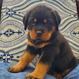 Rottweiler Puppies from HAUS OF RZA