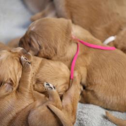 Lavender - Golden female Golden Retriever puppy in Payette, Idaho from Stonewick Retrievers