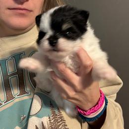 Dallas - Black and tan parti male Pomeranian puppy in Success, Missouri from Sweet Success