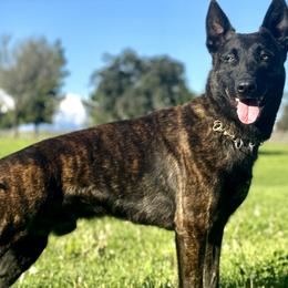 Dutch Shepherds from Brandon's Dutch Shepherds