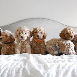 Goldendoodles from Just Tails Doodle