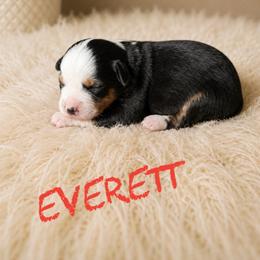 Everett - Black tri female Miniature American Shepherd puppy in Sanger, California from Flying M Cactus Ranch Buddies