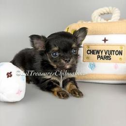 Reign - Black and tan male Chihuahua puppy in Anderson, South Carolina from Lil Treasures Chihuahuas
