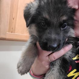 Green - Black and red male German Shepherd puppy in Coatesville, Pennsylvania from Jessica's German Shepherds