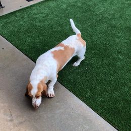 Lucy - Basset Hound