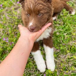 Border Collie Puppies from Chasing Dreams Border Collies