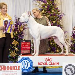Enzo - Dogo Argentino