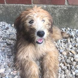 Dorothy - Soft Coated Wheaten Terrier