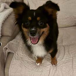 Pepper Piper :) - Black tri female Toy Australian Shepherd puppy in Fairview, Tennessee from Hoffman Forest Acres LLC